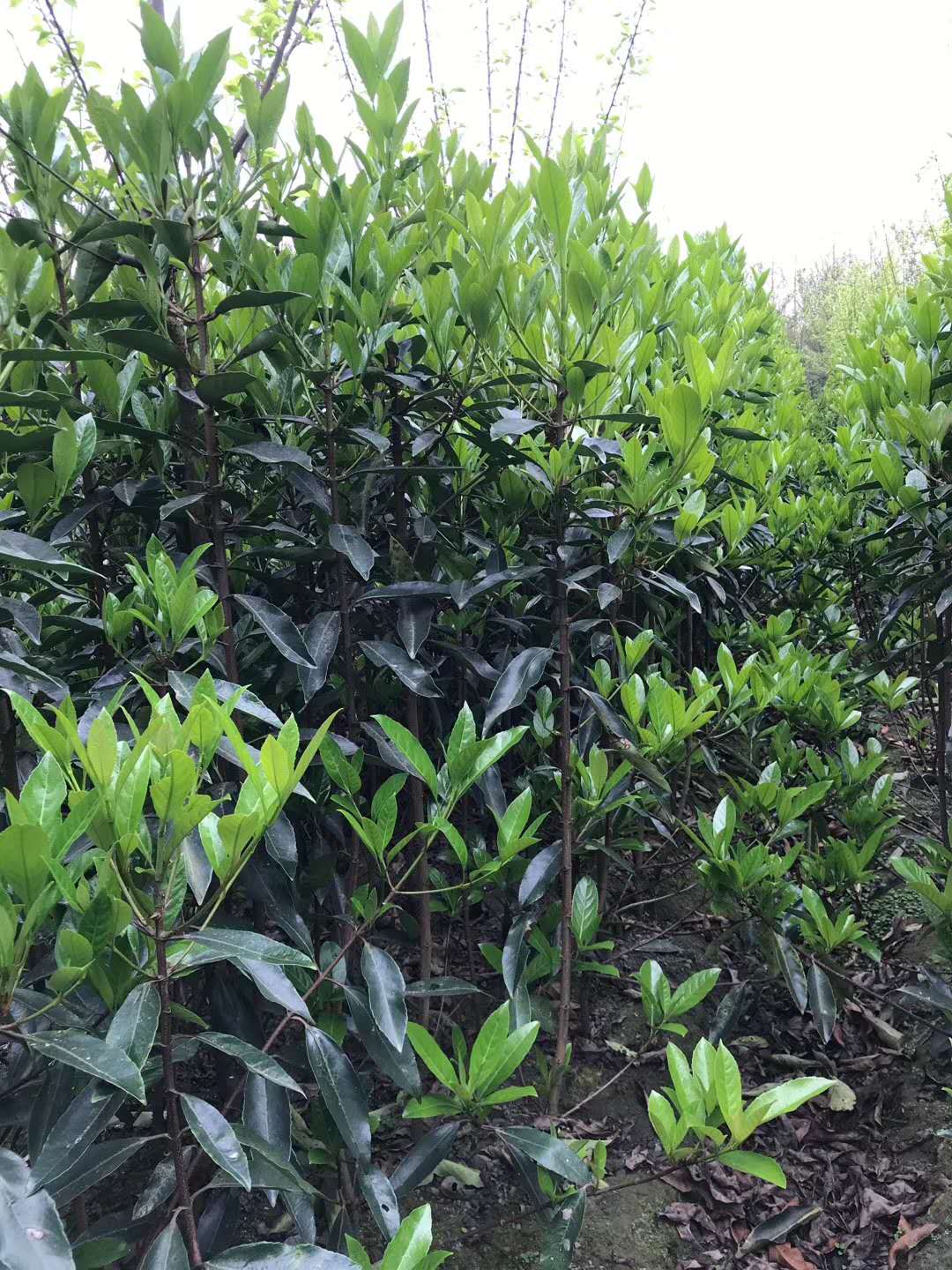 法國冬青價(jià)格