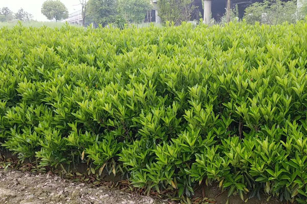 1米高法國(guó)冬青價(jià)格說明